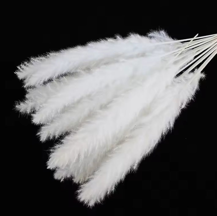 (Mini) 15stalks Naturally Dried Pampas Grass 70cm Home Decoration Flower Arrangement Reed Bouquet Birthday Gift