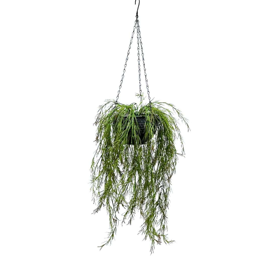 Artificial Air Plant set in double layer hanging pot, home decor, garden, events Aplant1000