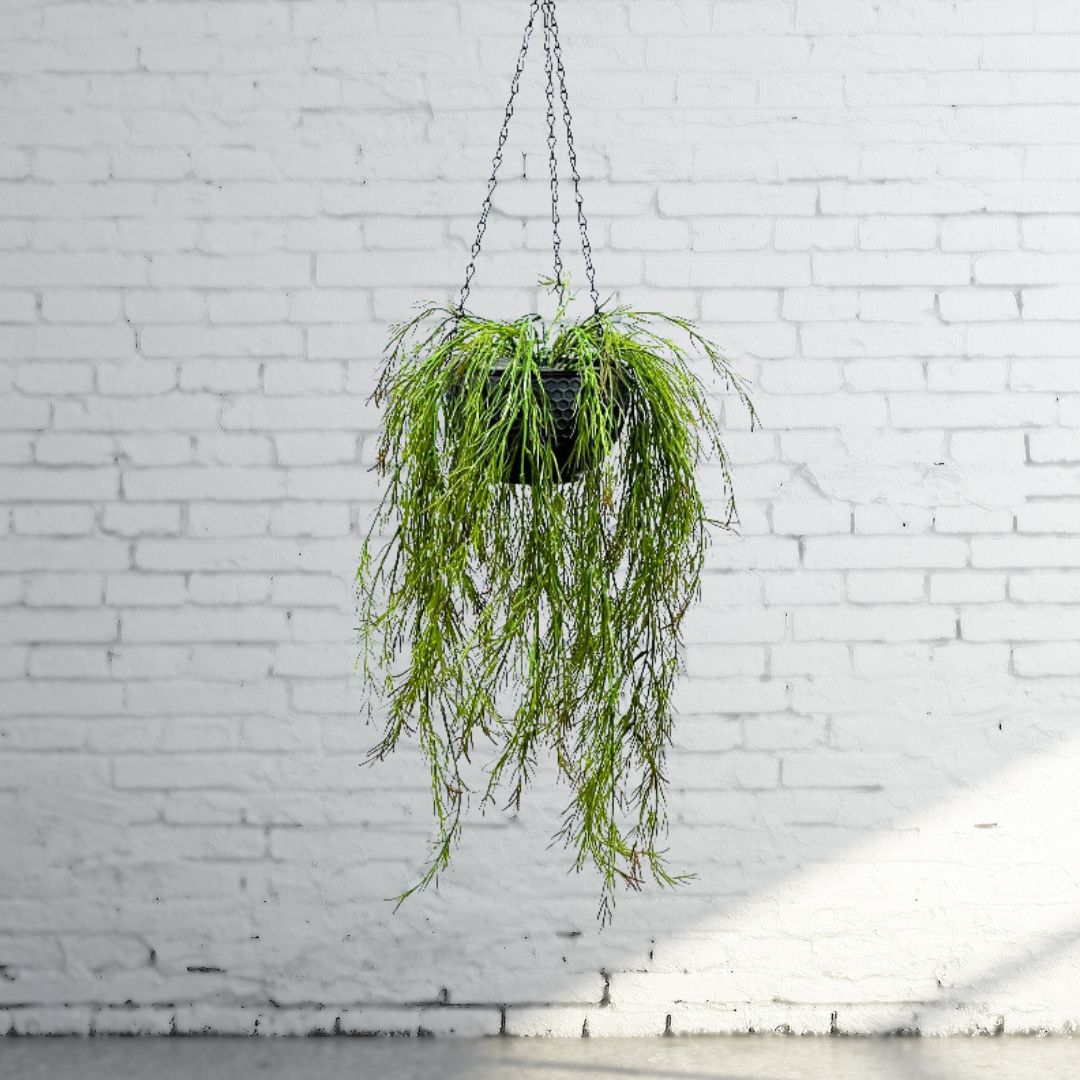 Artificial Air Plant set in double layer hanging pot, home decor, garden, events Aplant1000