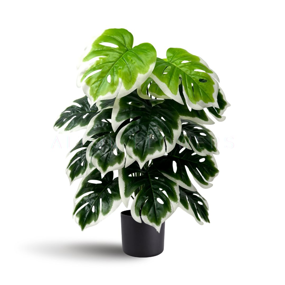 65cm Artificial Plant White Edge Monstera with black plastic cemented pot, home decor, garden, events Aplant1001b- 18 lvs