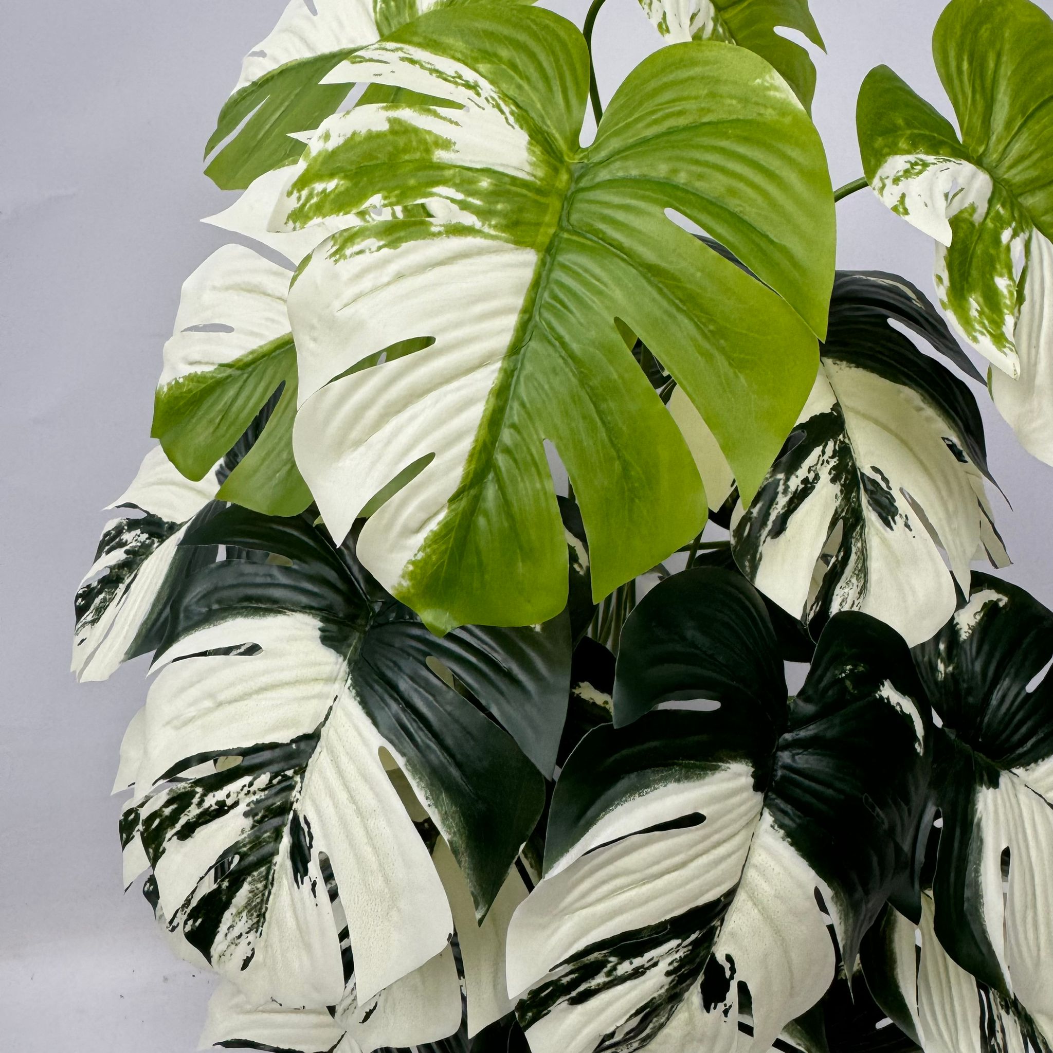 75cm (24 Leaves) Artificial Plant Variegated Monstera Albo with black plastic cemented pot, home decor, garden, events Aplant1002c