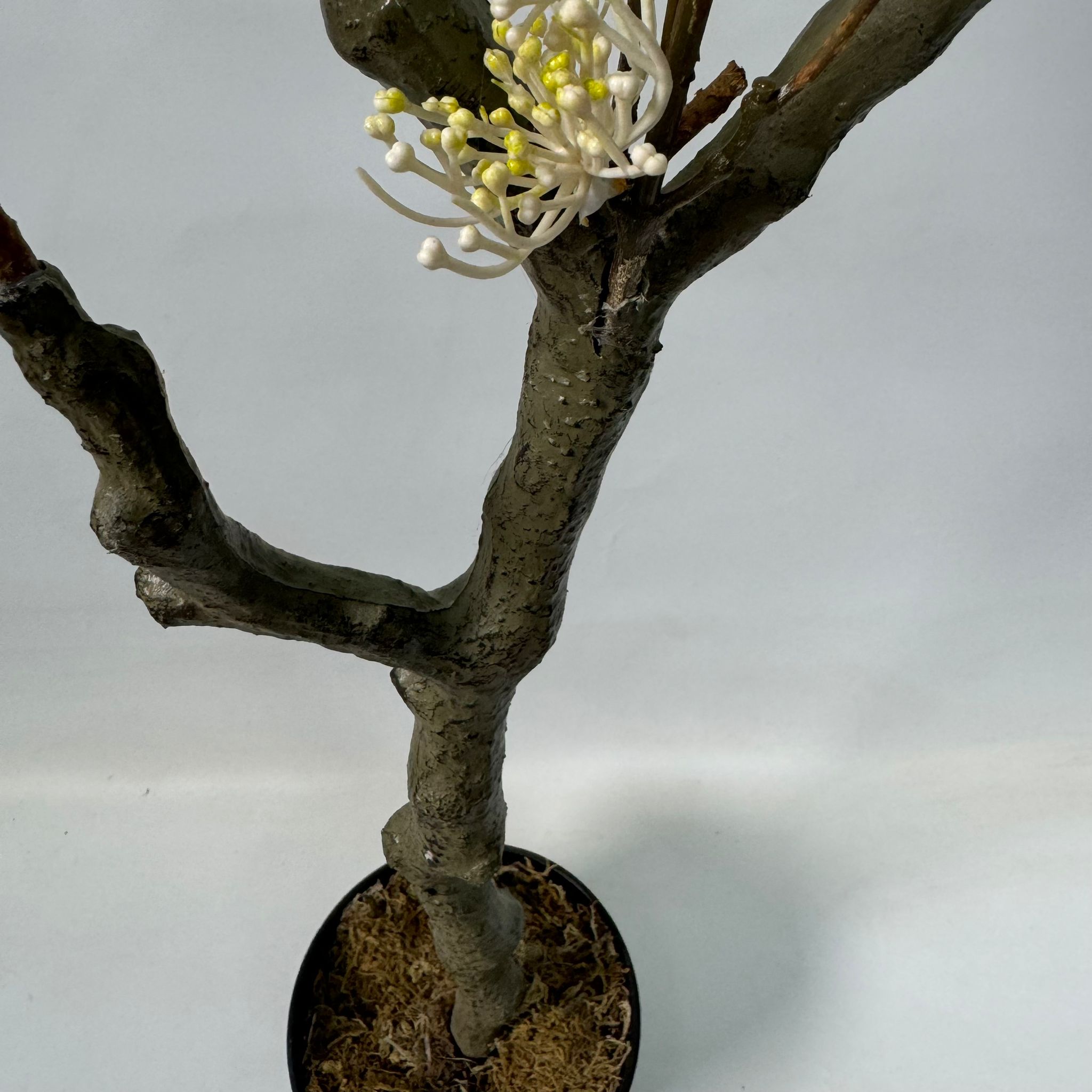 83cm Artificial Casearia decandra Jacq. Plant in black plastic pot, home decor, events, garden, Aplant1070