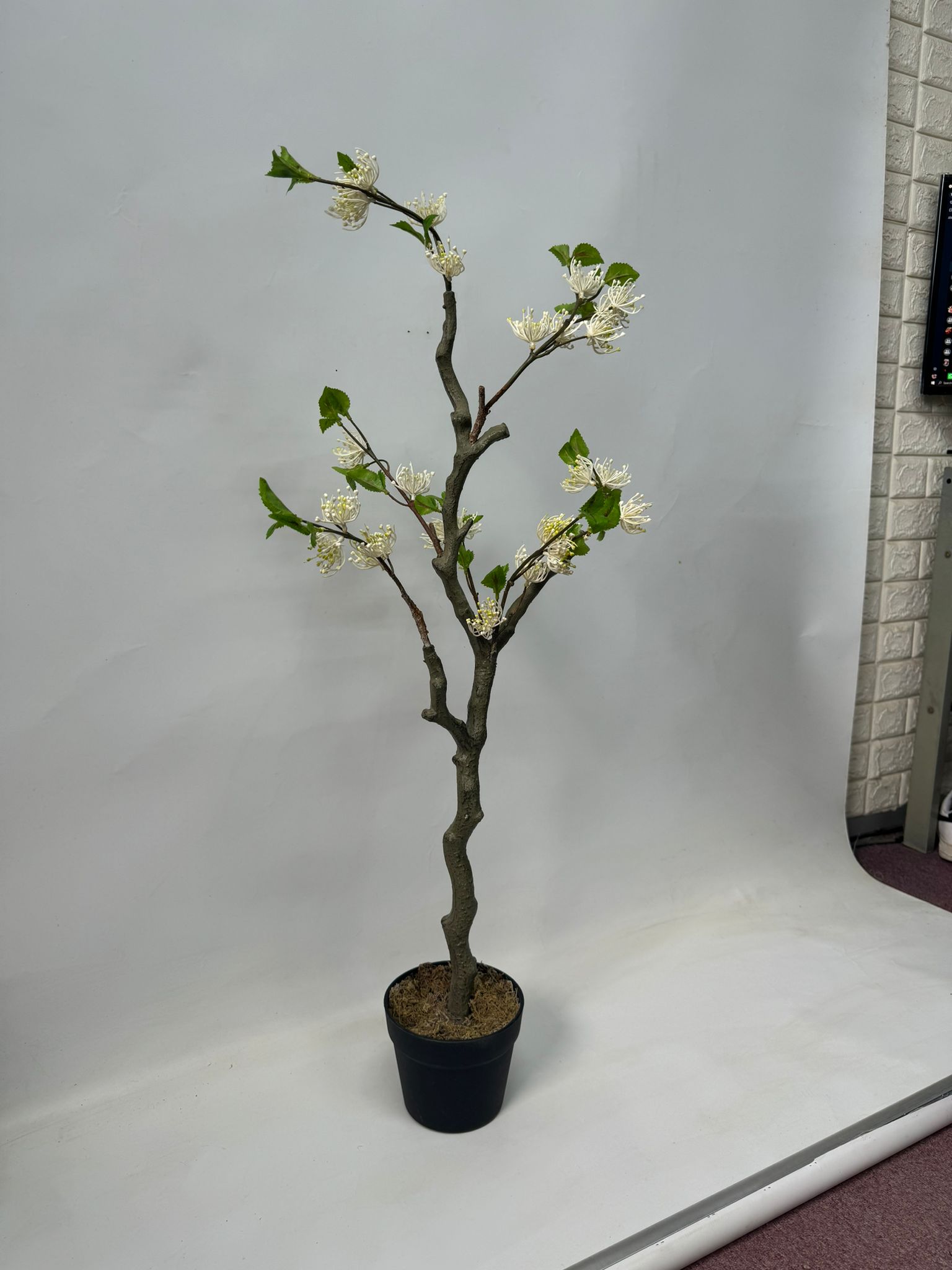 83cm Artificial Casearia decandra Jacq. Plant in black plastic pot, home decor, events, garden, Aplant1070