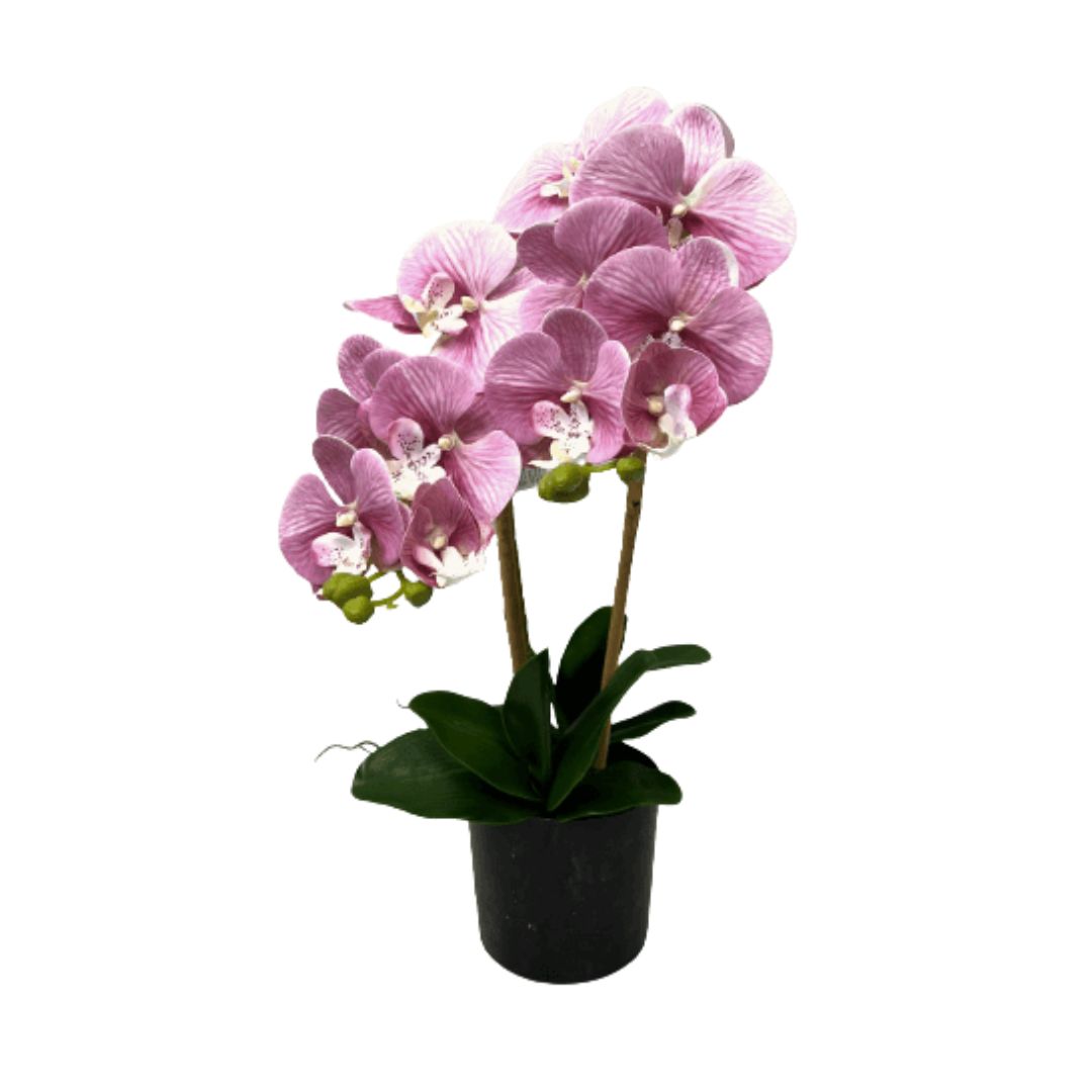 Pink Phalaenopsis Orchid Plant in a black pot