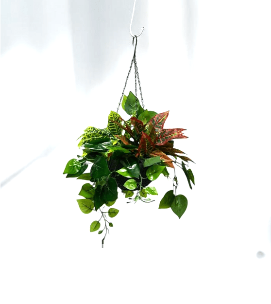 Plants Hanging mixed various types, home decor, garden, flowers, Aplant1075