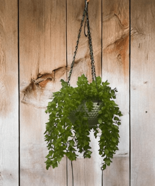 Artificial Plants Lymischia Bush, home decor, events, gardens Aplant1078