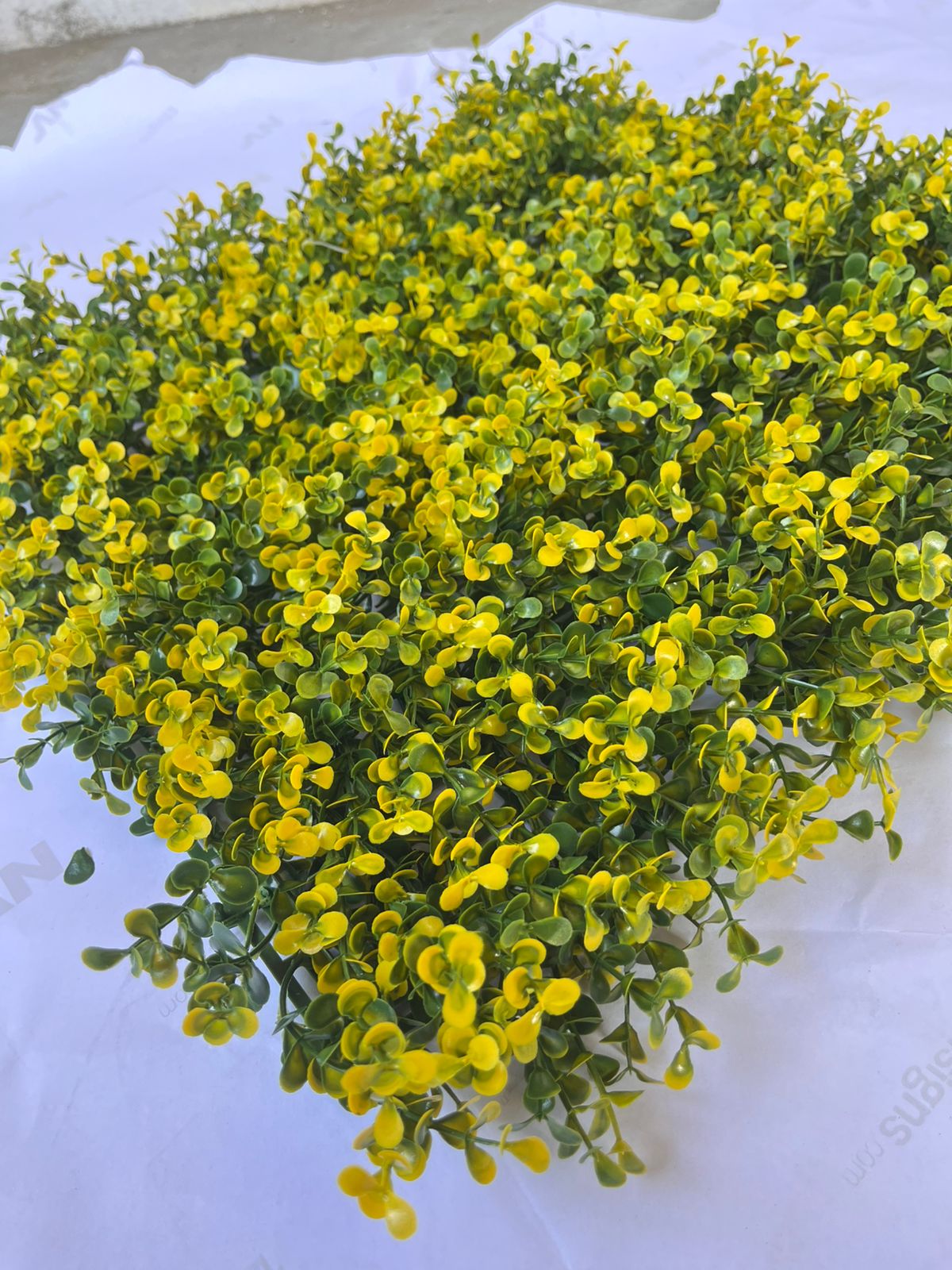 50x50cm Yellow-Tip Boxwood Artificial Plant Wall | Mixed Foliage Panel