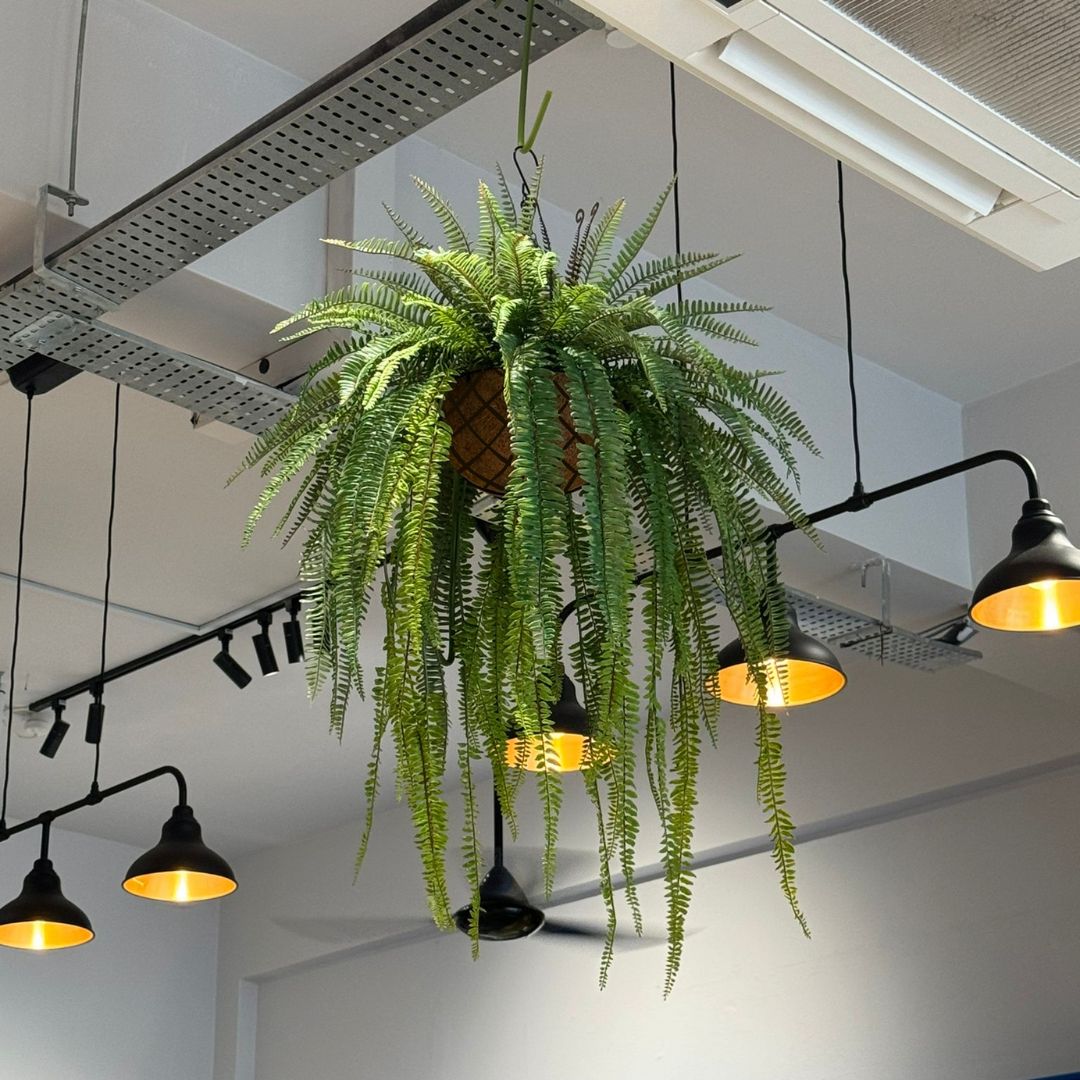Artificial Plant Hanging Polypody Ferns in Cocohusk Basket Plant Decor Plant Decor, home, events Aplant1084