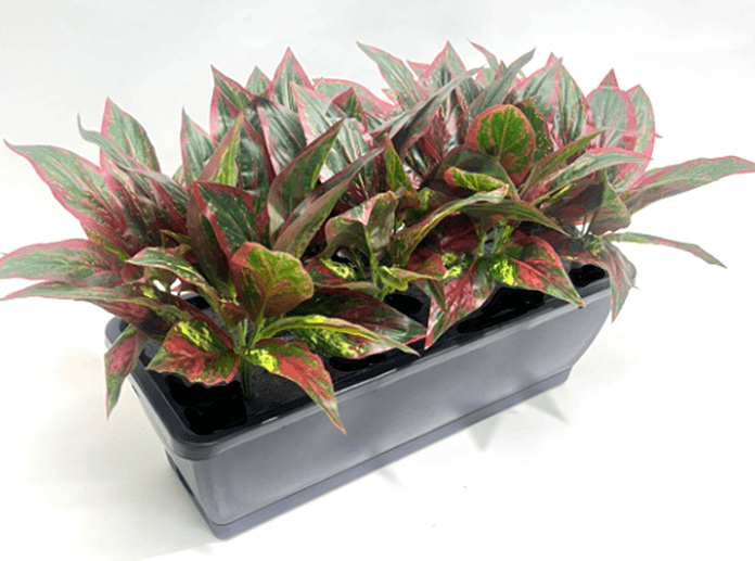 35cm Artificial Plant Mini Eucalyptus Bush Foliage in Plastic Rectangle Planter Pot Aplant1085