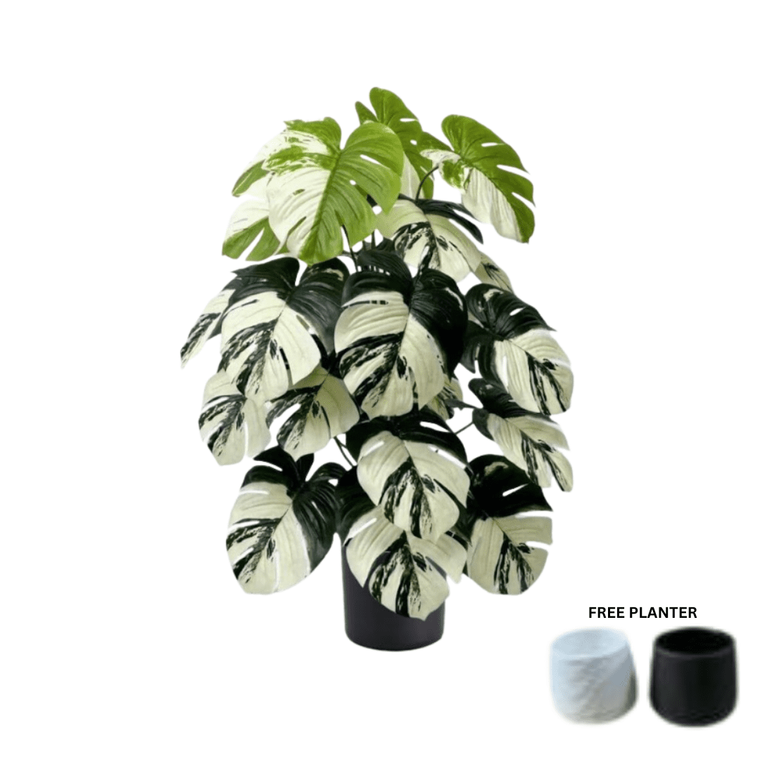 75cm Plant Artificial Variegated Monstera Albino Plant, Money Plant, shrubs, foilages, Plant 24 leaves Aplant1110-3