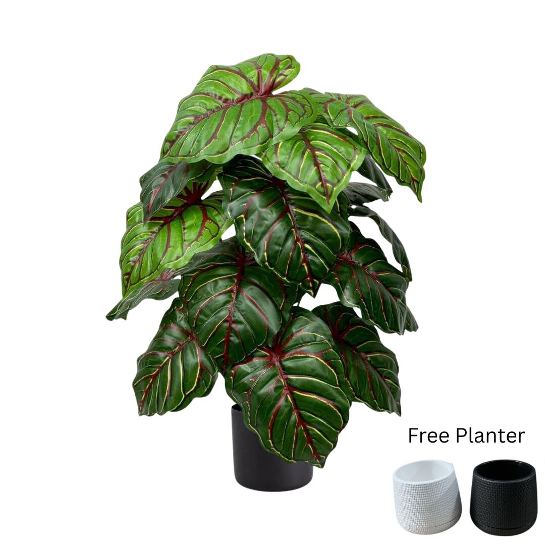 75cm Artificial Caladium Bicolor Plant, Money Plant, shrubs, foilages, Plant 24 leaves Aplant1114-3