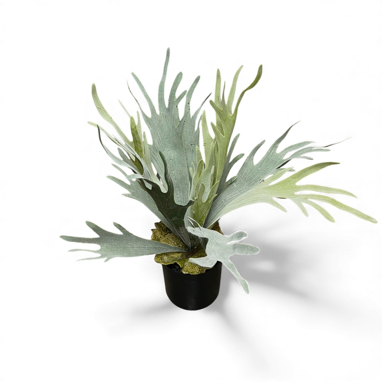 Artificial staghorn fern plant in a small black plastic pot