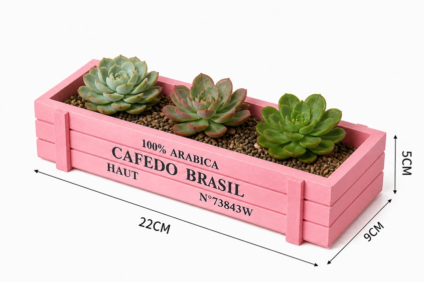 Rustic 5cm wooden crate planter with three live cacti and succulents, including barrel cactus and assorted mini succulent arrangement.