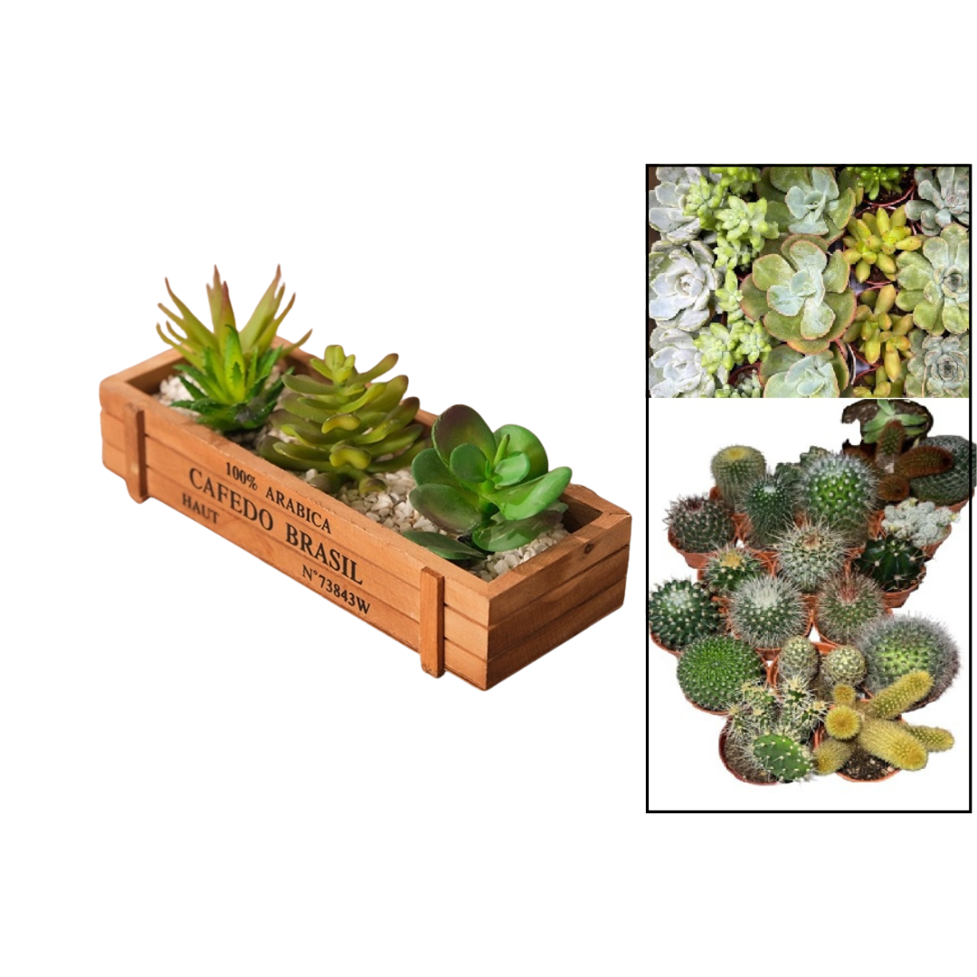 5cm Rustic Wooden Planter with Live Succulents or Live Cactus (3pcs) Aplant1260