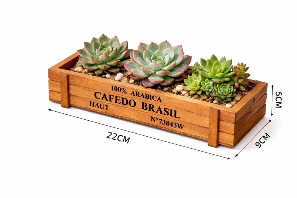 Rustic 5cm wooden crate planter with three live cacti and succulents, including barrel cactus and assorted mini succulent arrangement