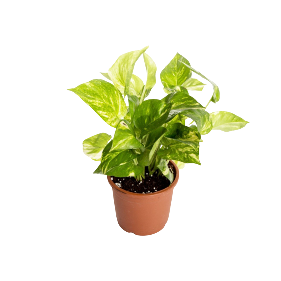 Live Money Plant Epipreminum Aureum in a plastic pot Aplant1266-2-MPG x4pcs