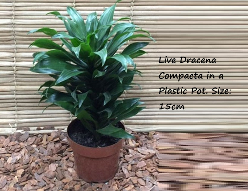 Live Plant Dracena Compacta Aplant1266-5-DC x2pcs