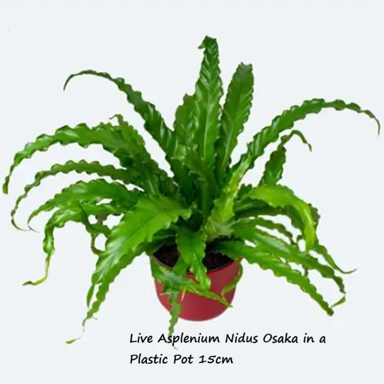 Live Plant Asplenium Nidus Osaka Aplant1266-6-ANO x2pcs