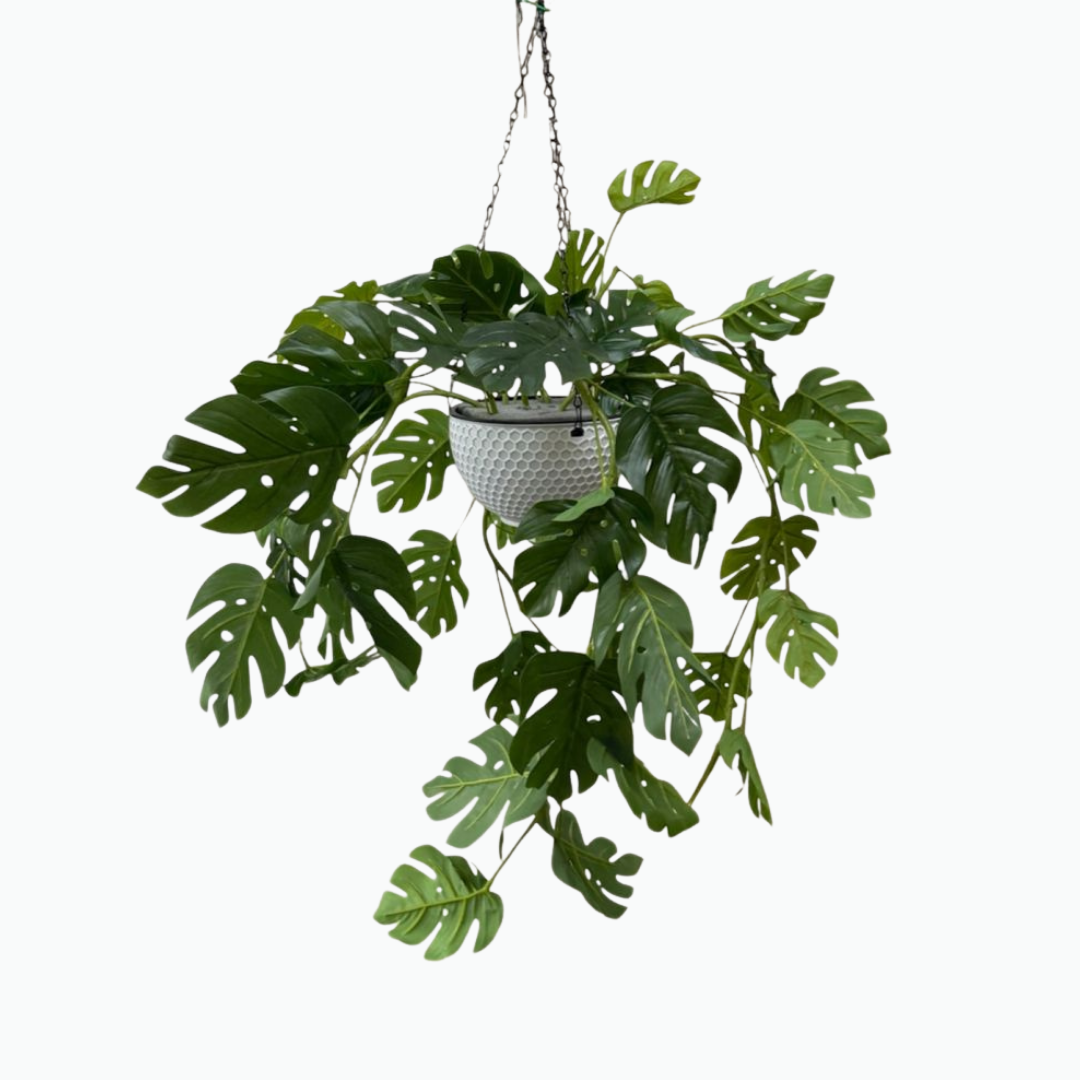 80cm Gloria vine monstera hanging arrangement Aplant1271