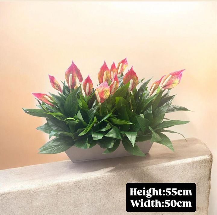 Artificial 55cm Peace Lily bush plant in rectangular pot, ideal for home decor, garden, or event decoration by Alton Flowers.