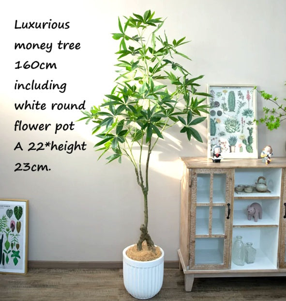 160cm Luxurious Money Tree Plant with White Round Pot