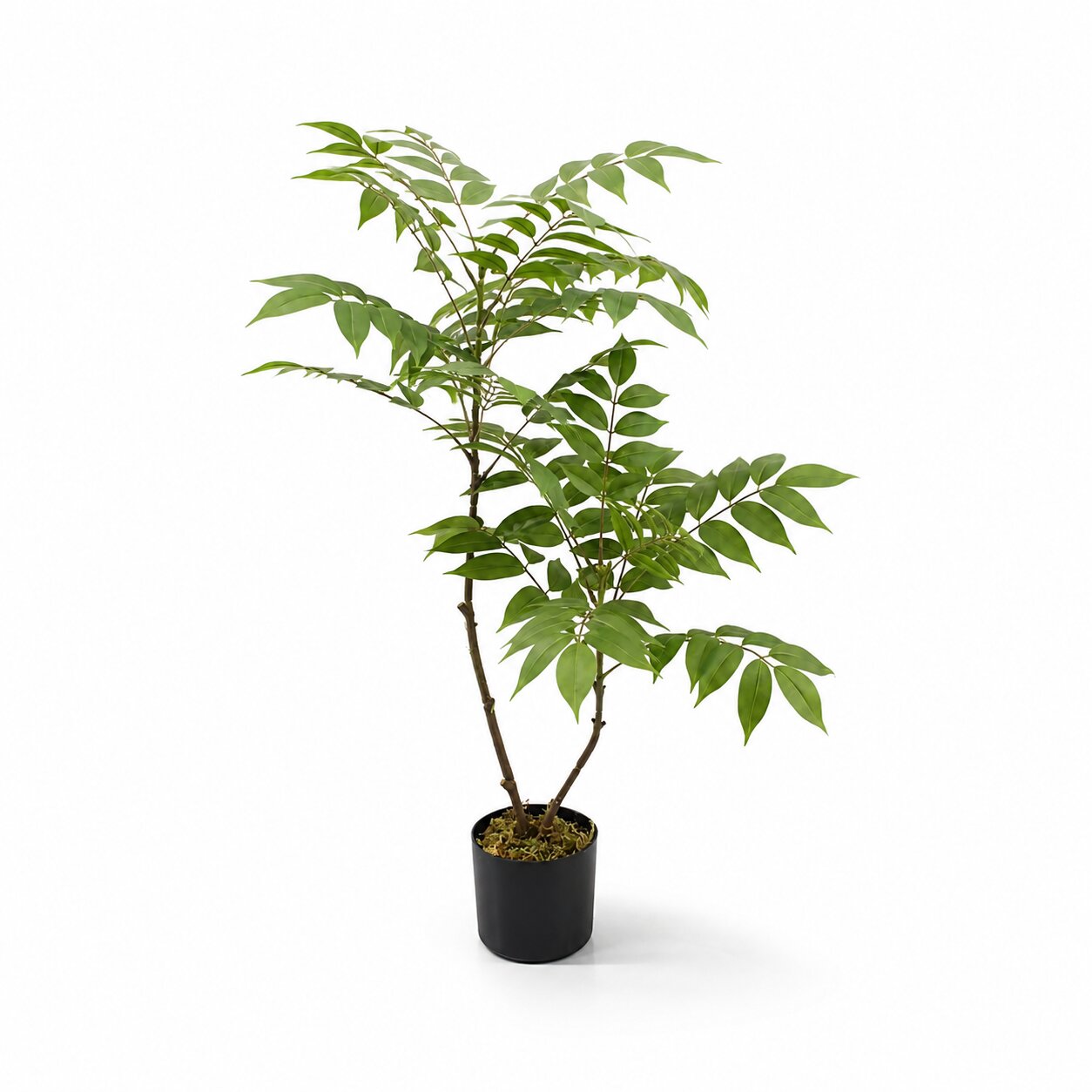 85cm artificial wisteria foliage bush tree featuring delicate green compound leaves on a double stem trunk in a black pot with moss by Alton Flowers Singapore