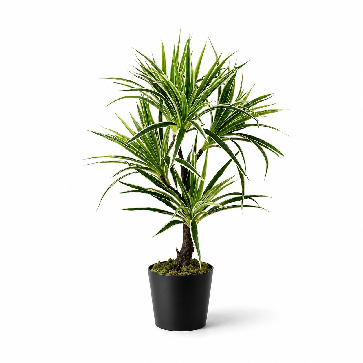 70cm Artificial Dragon Tree Dracaena Marginata 'White Stripe'