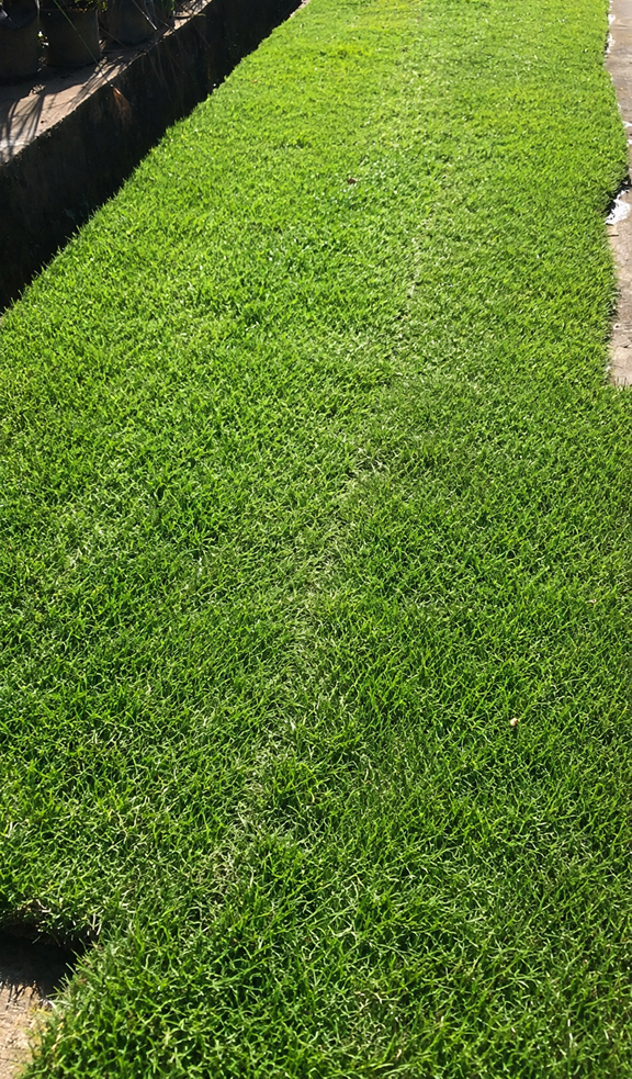 Carpet Grass | Real Carpet Grass | Natural | Garden Grass