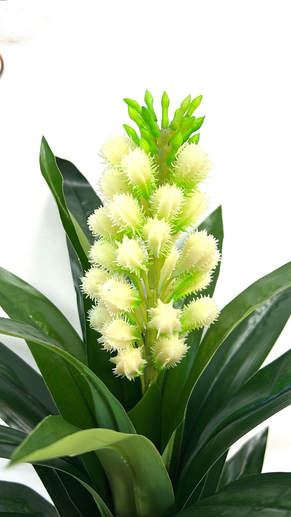 60cm Clivia Plant Artificial Aplant158