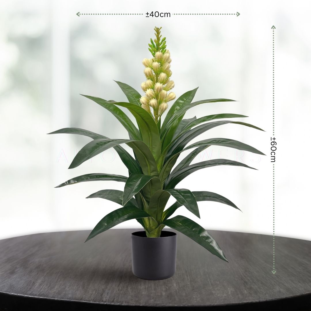 60cm Clivia Plant Artificial Aplant158