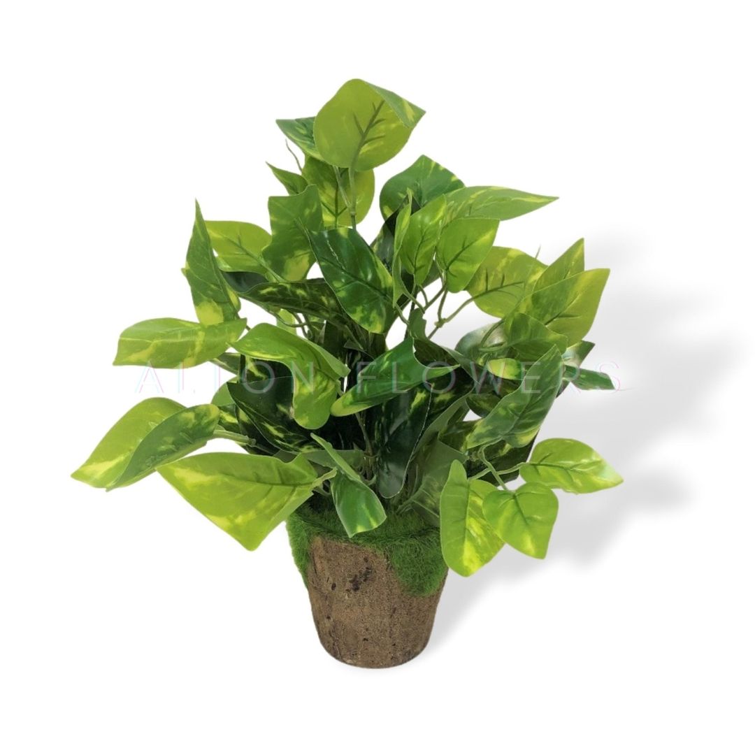 is philodendron money plant 30cm Green Philodendron (Money Plant) Aplant168