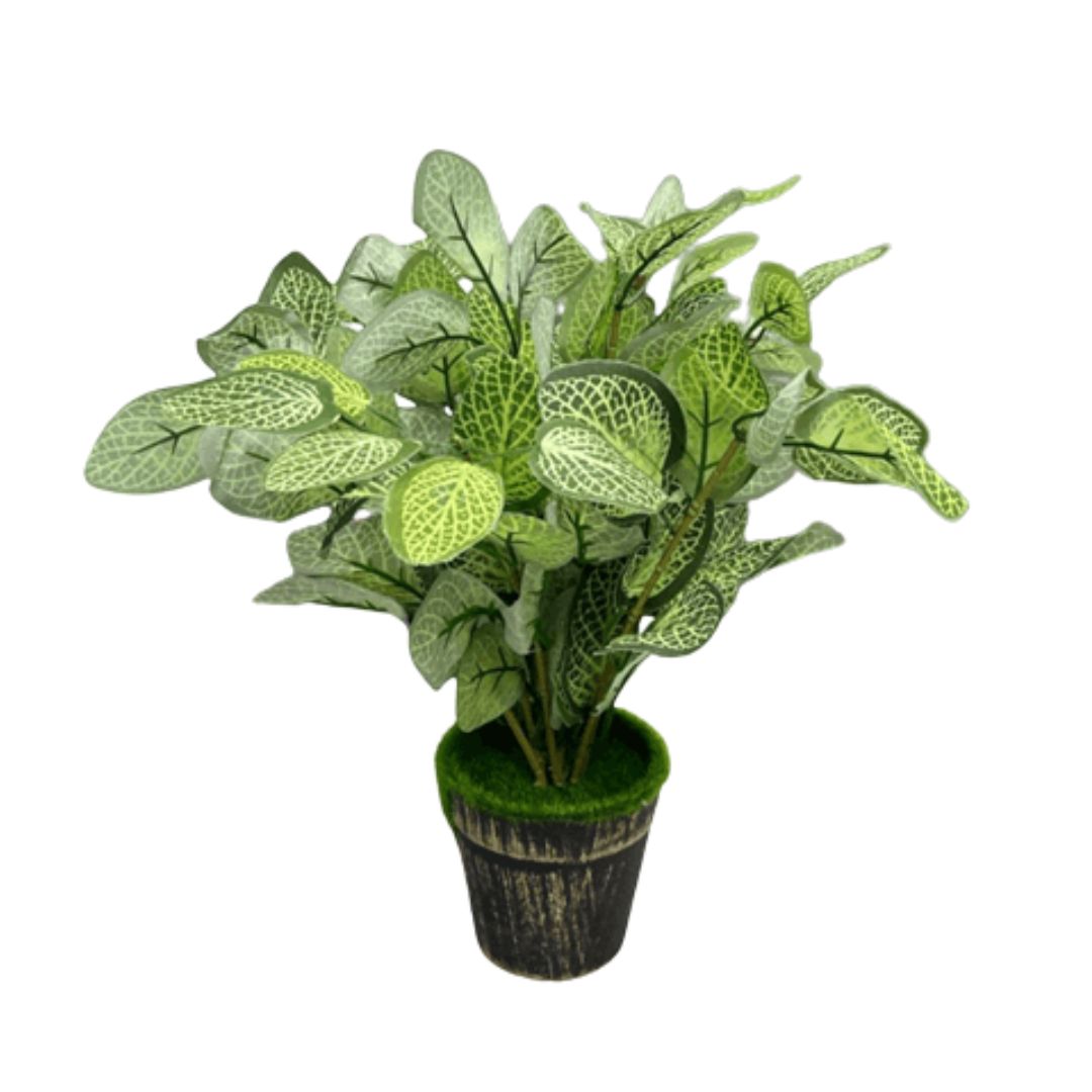 30cm Plant Fittonia bush, home decor, garden Aplant168d