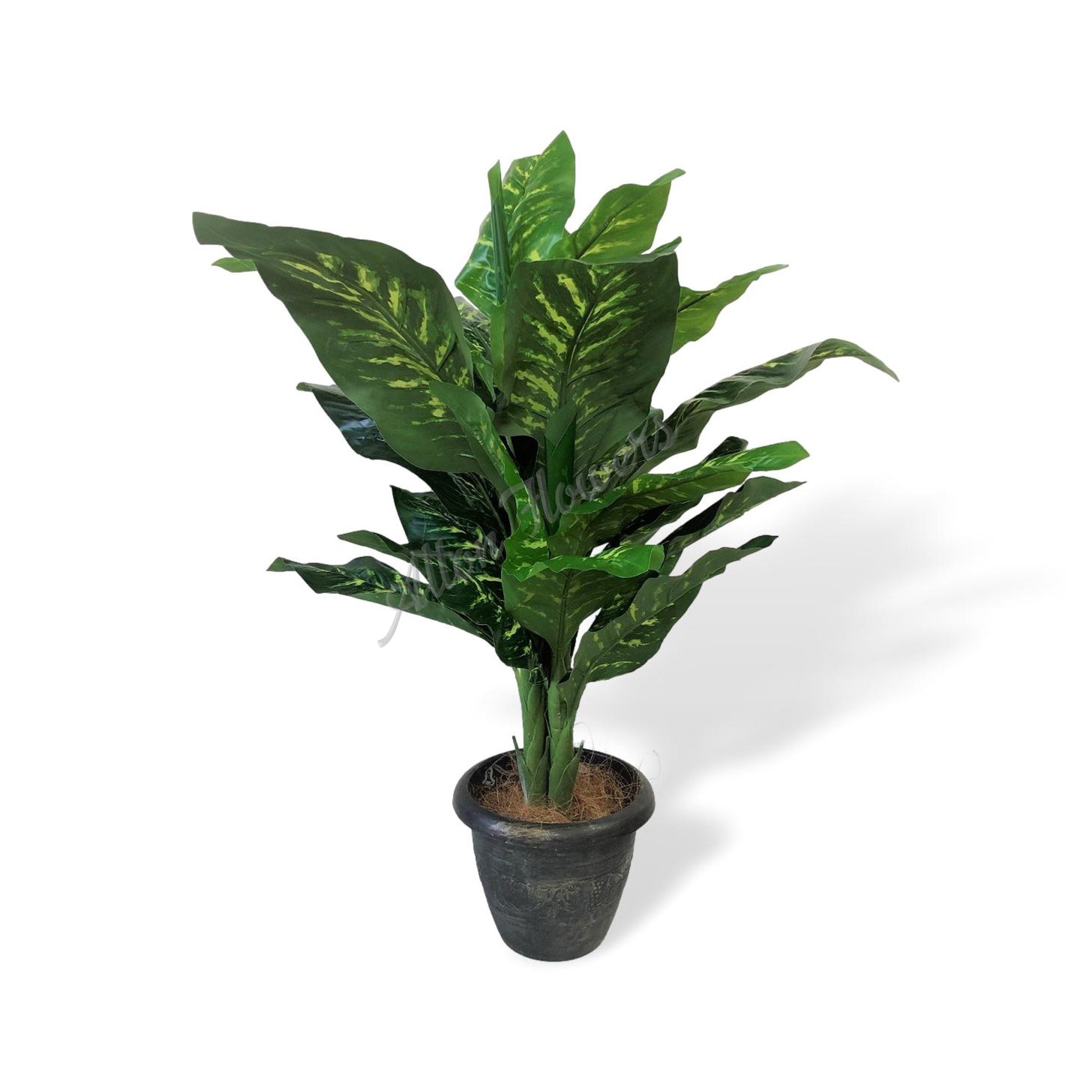 Aplant239 watermarked