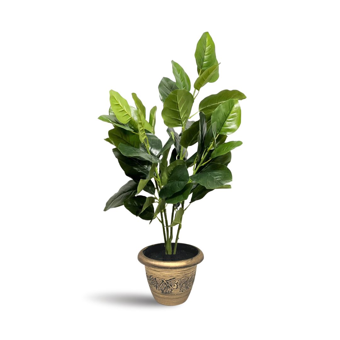 Aplant295BlackSoil wm