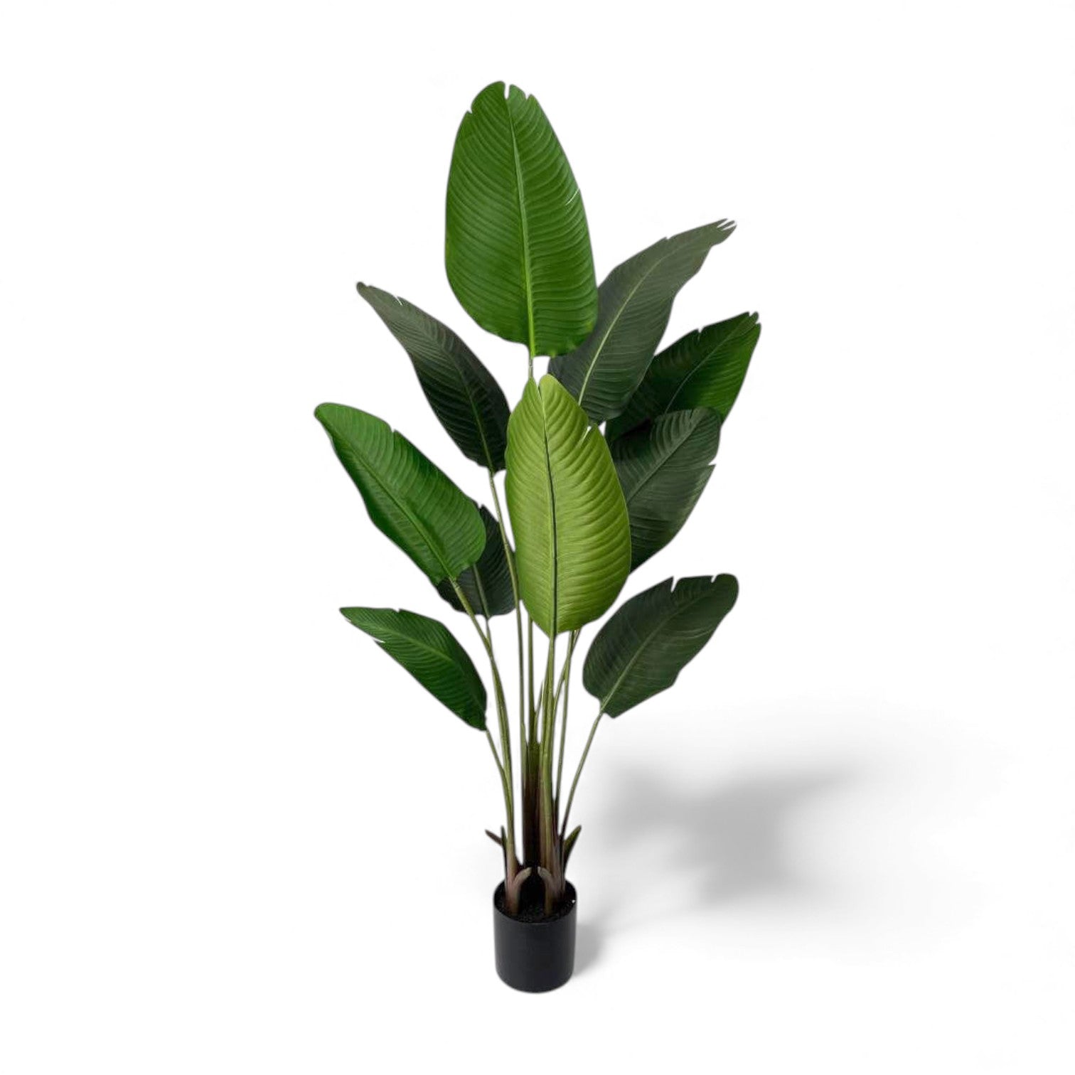 Potted Traveller Palm plant with large green leaves on a white background