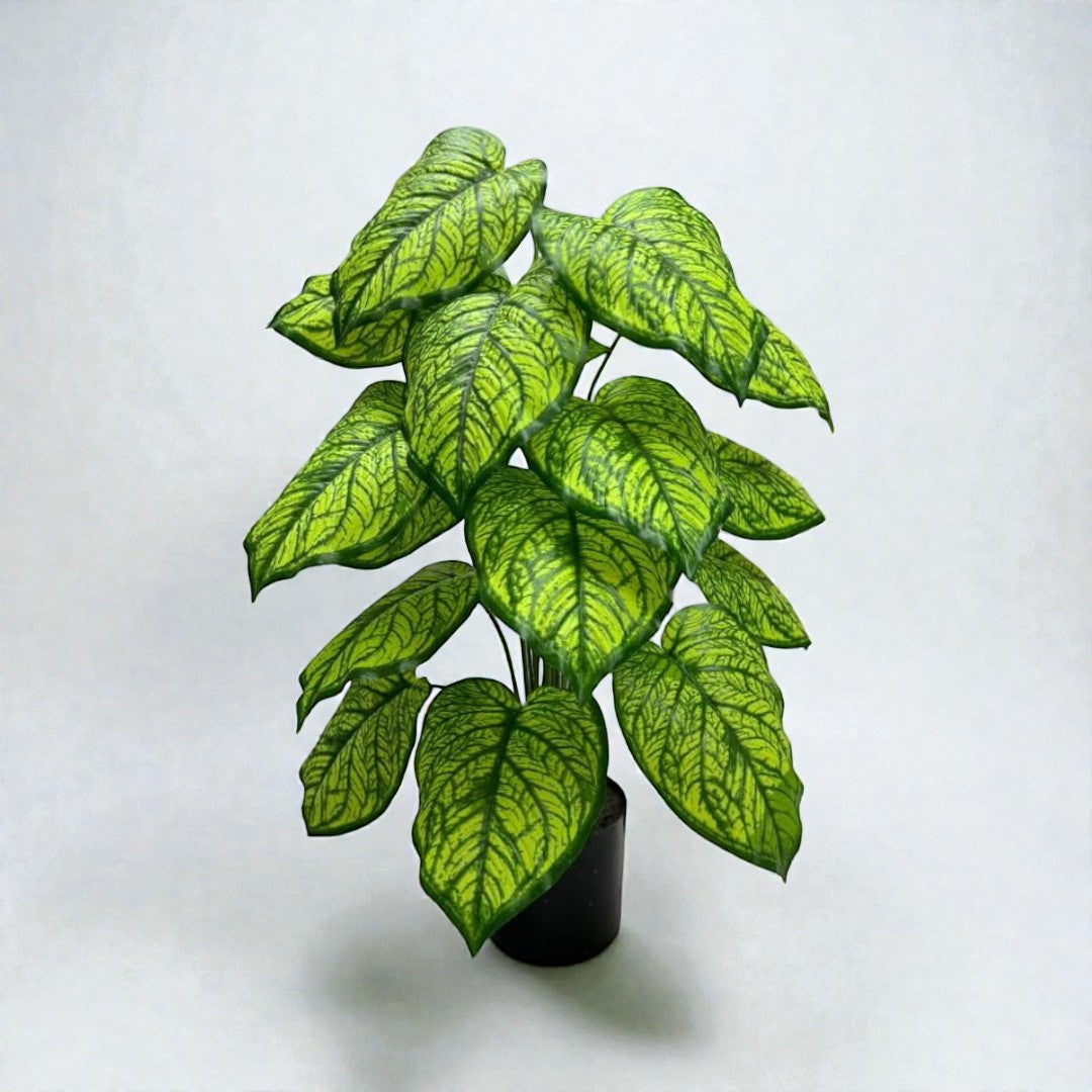 65cm Yellow Nerve Dieffenbachia (18 Leaves) Aplant423