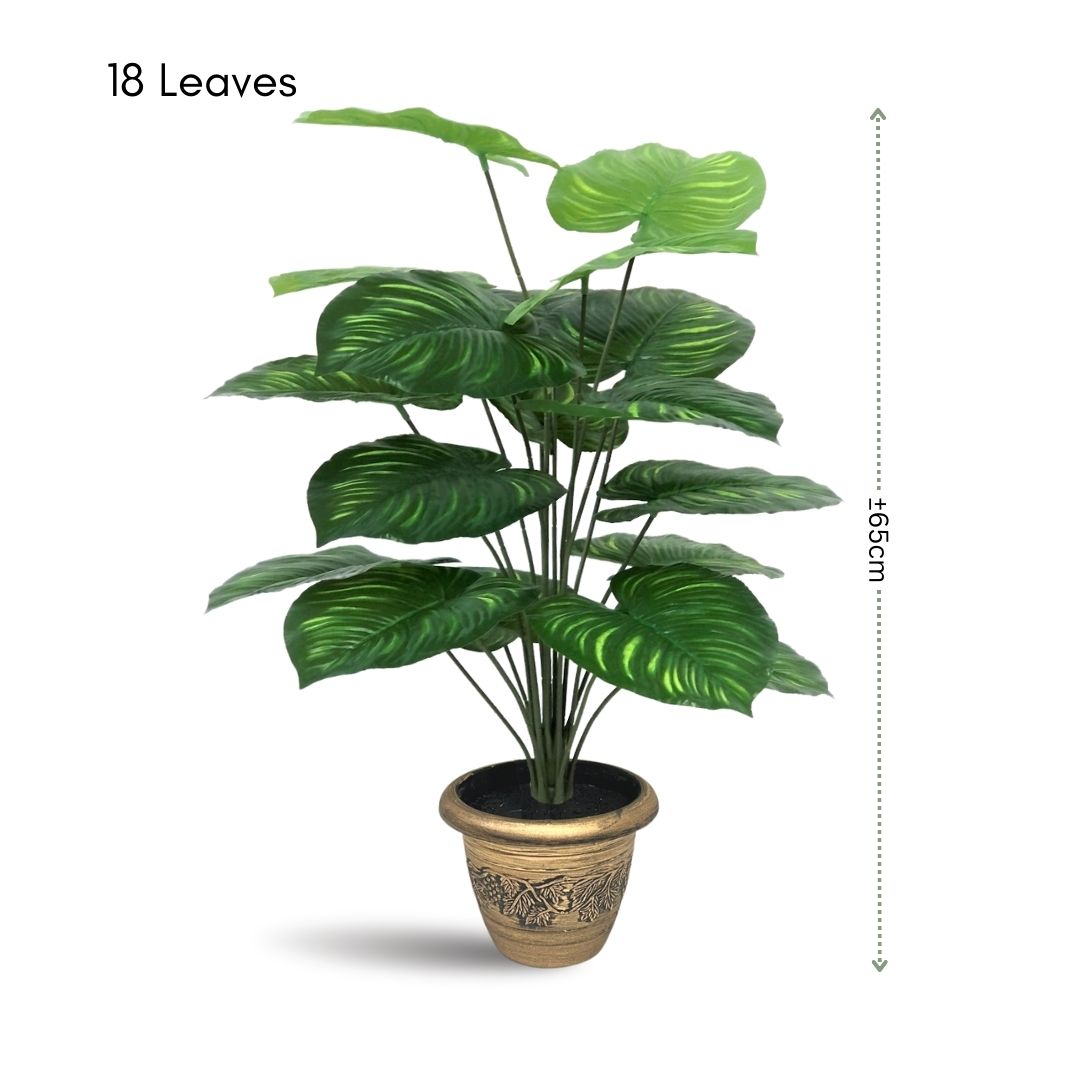 65cm Peperomia Plant (18 Leaves) Aplant424