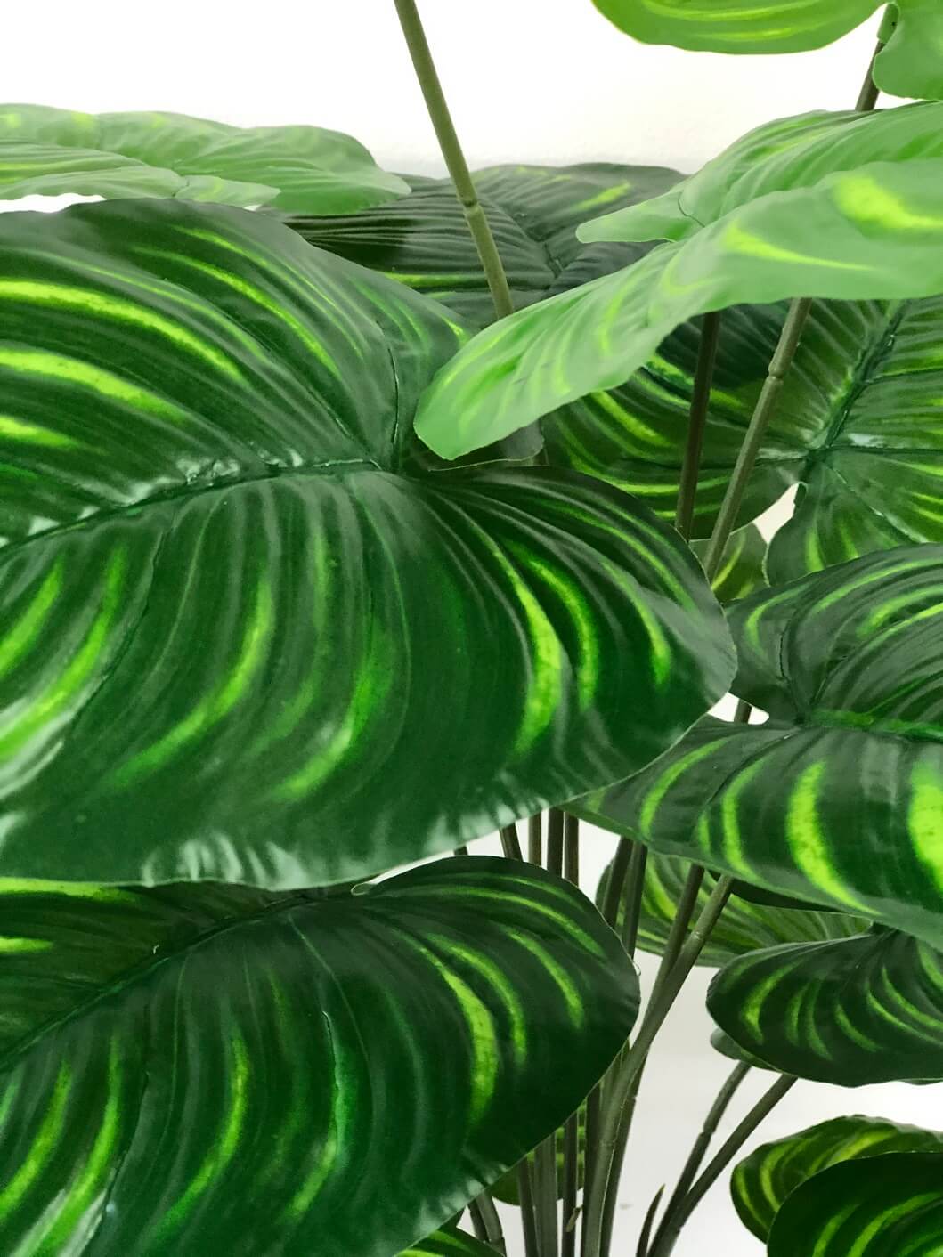 65cm Peperomia Plant (18 Leaves) Aplant424 - Alton Flowers