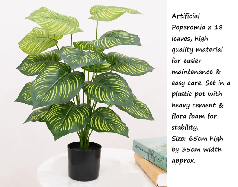65cm Peperomia Plant (18 Leaves) Aplant424 - Alton Flowers