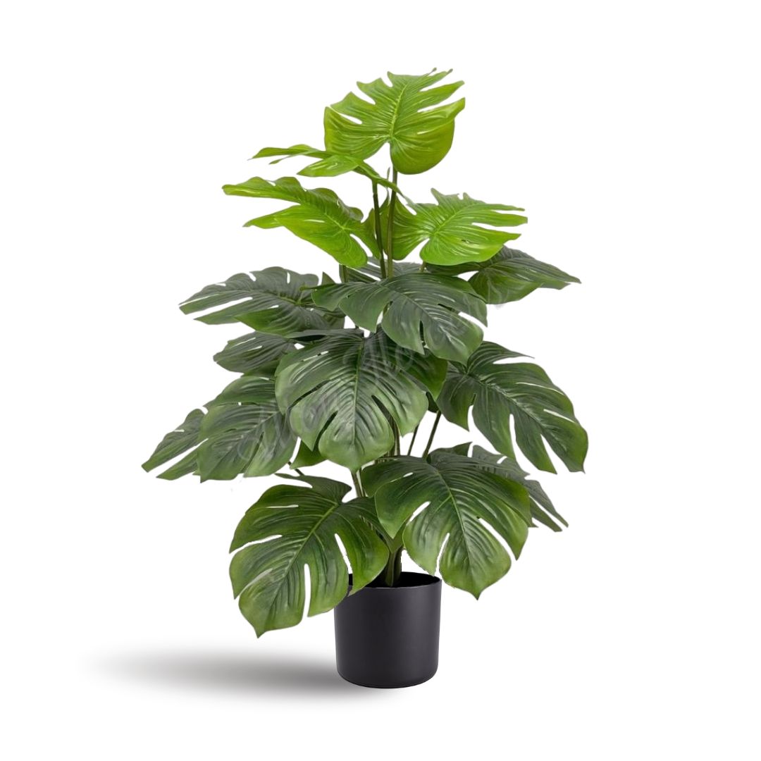 65cm Split Philodendron Plant (18 Leaves) Aplant426