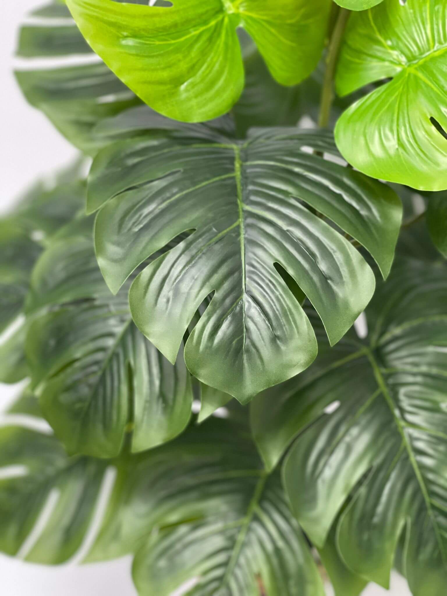 Artificial 75cm Monstera Swiss Cheese Plant with 24 leaves, realistic green foliage from Alton Flowers.