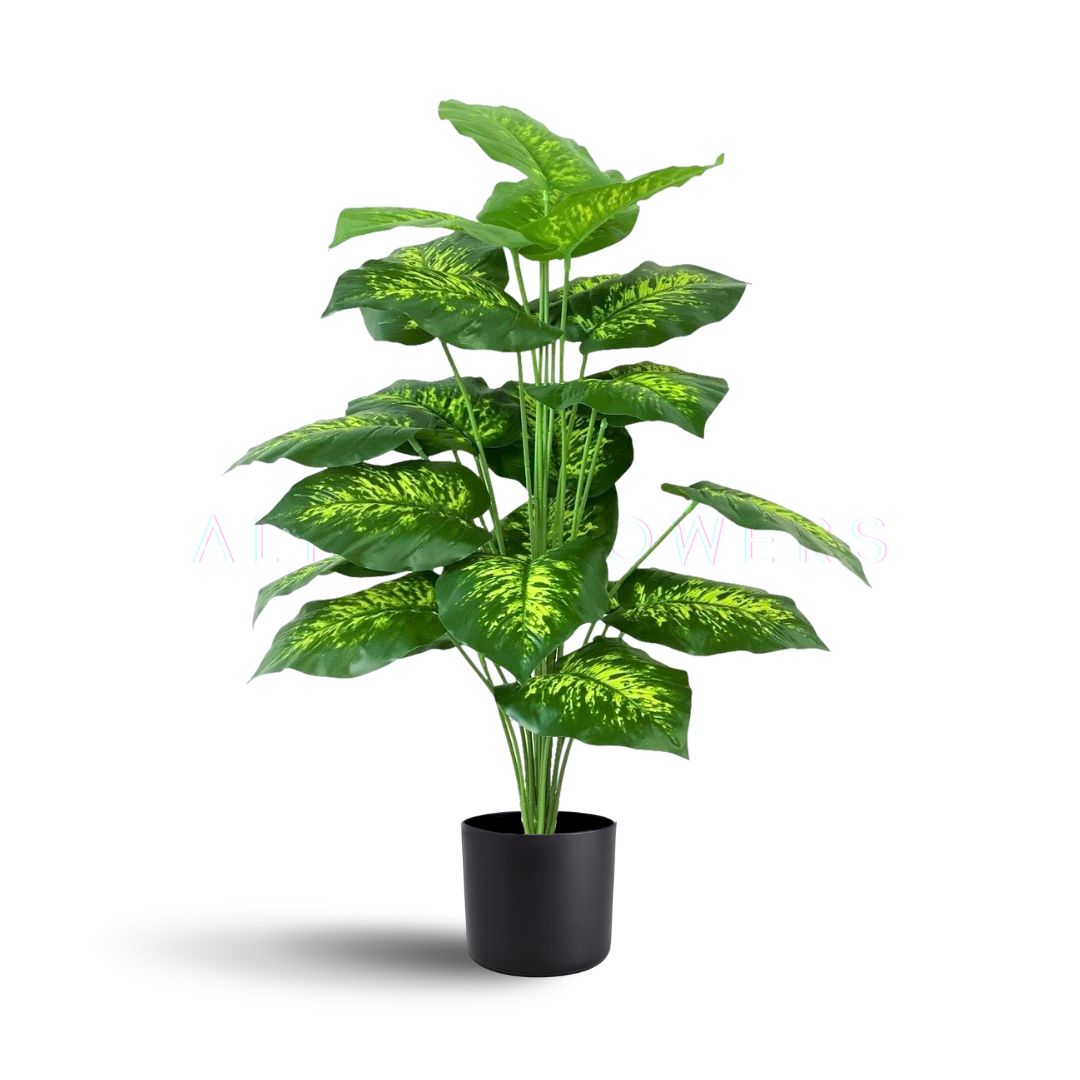 65cm Dieffenbachia Plant 18 Leaves Aplant432