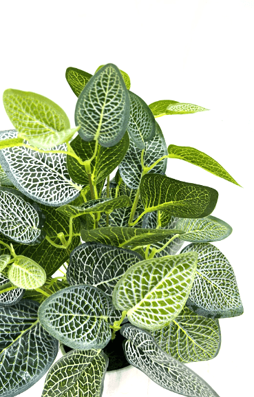 20cm Artificial Fittonia Plant (Nerve Plant) in a clay vase, home decor Aplant499