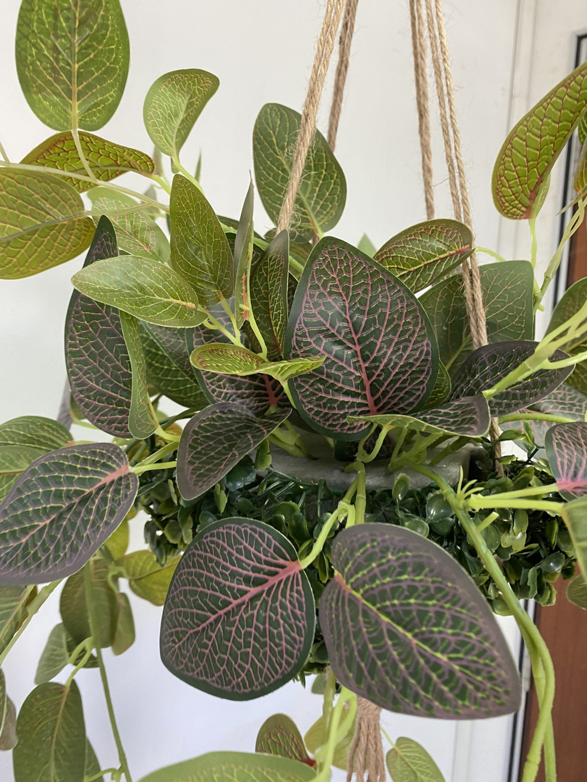 Aplant571 5 1 scaled