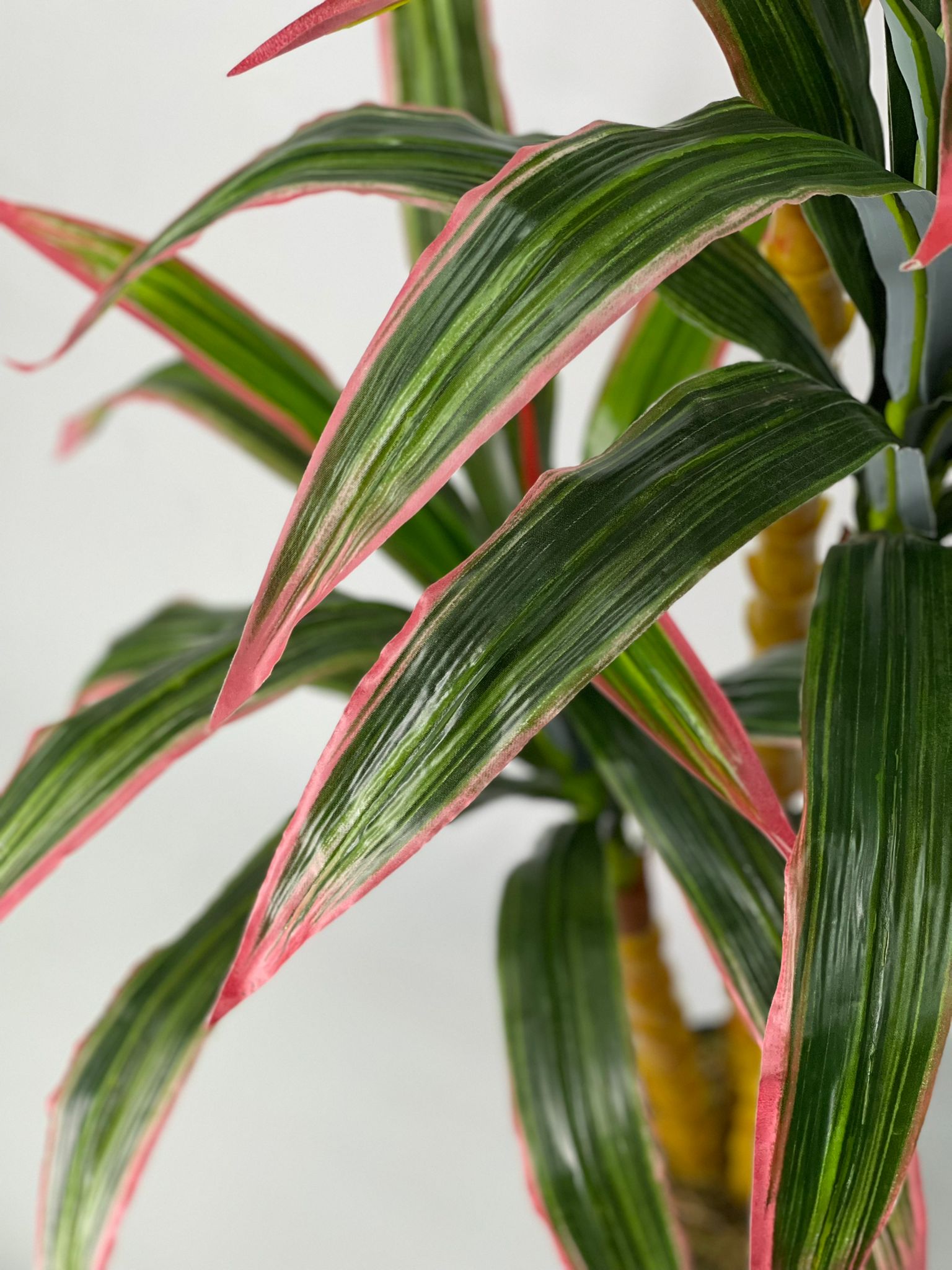 150cm Dracaena Plant Aplant593