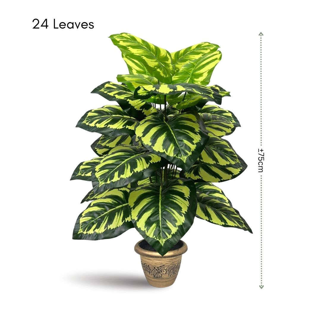 Aplant604a (BlackSoil)mea