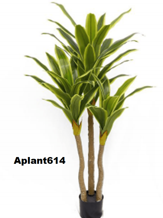 Aplant614