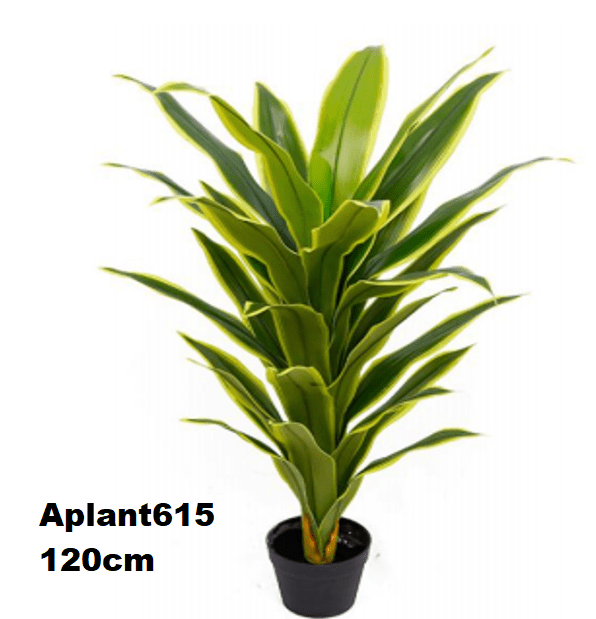 Aplant615