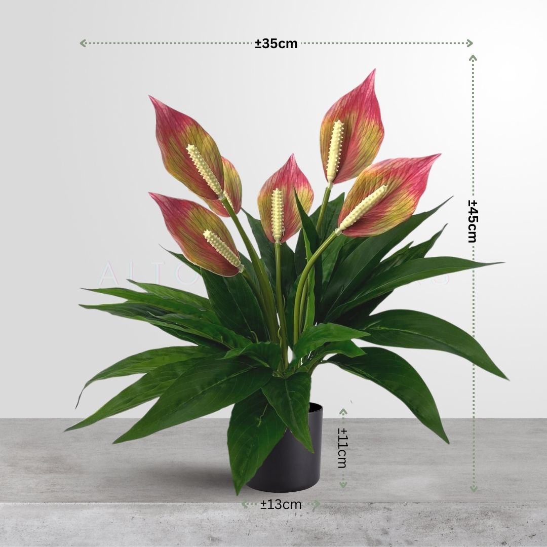 45cm Plant Peace Lily Bushes in a Plastic Pot Aplant620