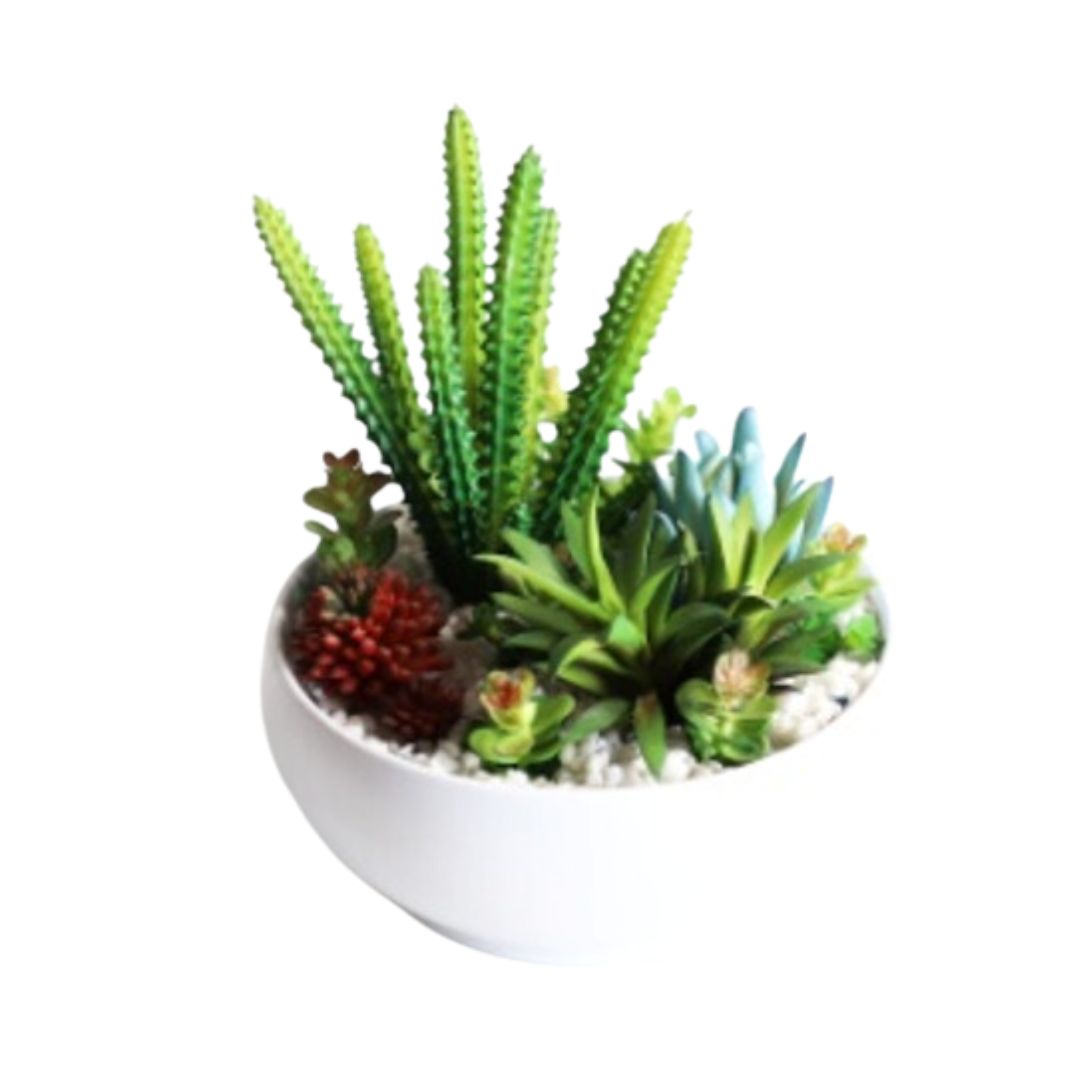 18cm Plant succulent mixed, indoor, office, house decor. Aplant642